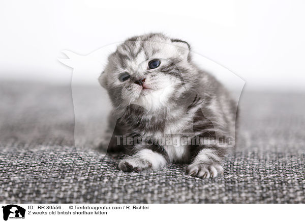 2 Wochen altes Britisch Kurzhaar Ktzchen / 2 weeks old british shorthair kitten / RR-80556