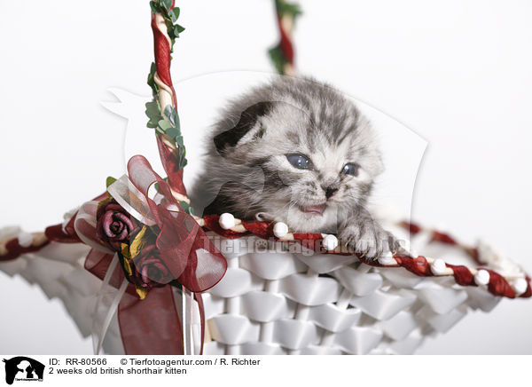 2 Wochen altes Britisch Kurzhaar Ktzchen / 2 weeks old british shorthair kitten / RR-80566