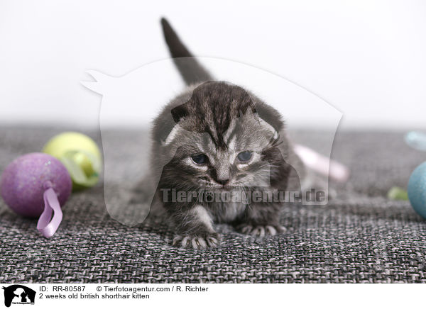 2 weeks old british shorthair kitten / RR-80587