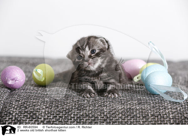 2 Wochen altes Britisch Kurzhaar Ktzchen / 2 weeks old british shorthair kitten / RR-80594