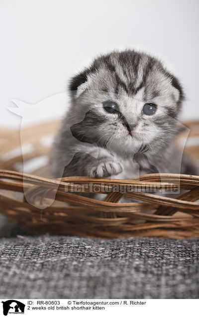 2 Wochen altes Britisch Kurzhaar Ktzchen / 2 weeks old british shorthair kitten / RR-80603