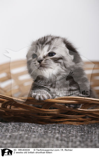 2 Wochen altes Britisch Kurzhaar Ktzchen / 2 weeks old british shorthair kitten / RR-80606