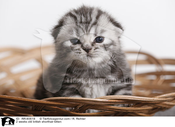 2 Wochen altes Britisch Kurzhaar Ktzchen / 2 weeks old british shorthair kitten / RR-80618