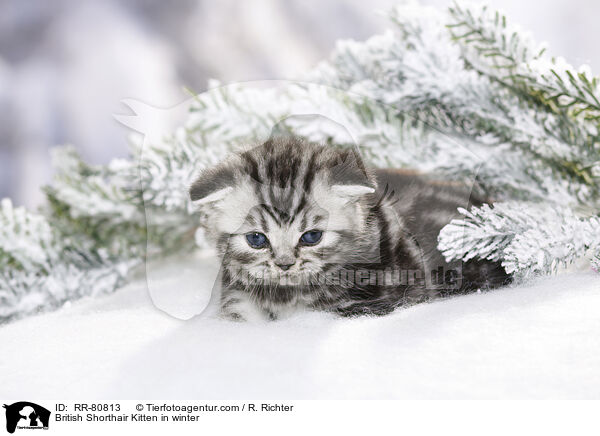 Britisch Kurzhaar Ktzchen im Winter / British Shorthair Kitten in winter / RR-80813