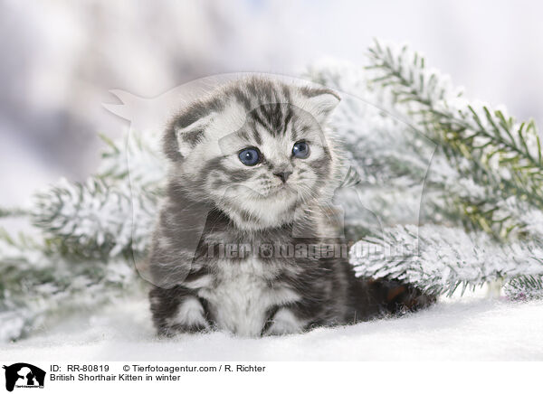 Britisch Kurzhaar Ktzchen im Winter / British Shorthair Kitten in winter / RR-80819
