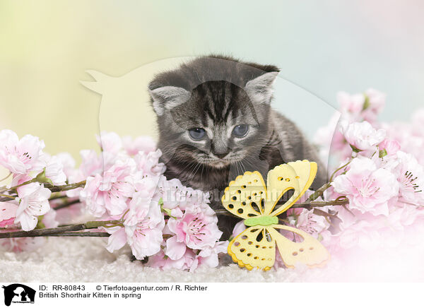 Britisch Kurzhaar Ktzchen im Frhling / British Shorthair Kitten in spring / RR-80843