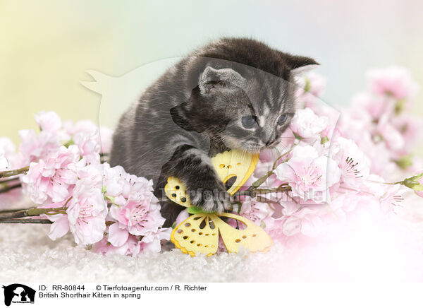 Britisch Kurzhaar Ktzchen im Frhling / British Shorthair Kitten in spring / RR-80844