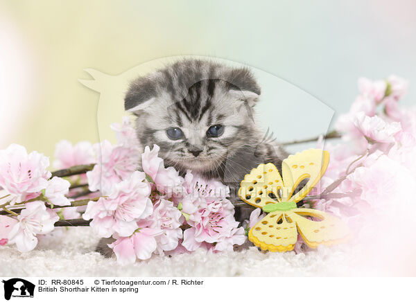 Britisch Kurzhaar Ktzchen im Frhling / British Shorthair Kitten in spring / RR-80845