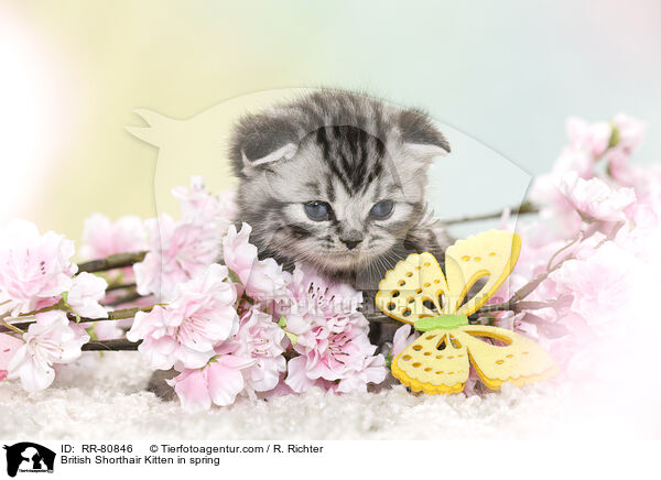 Britisch Kurzhaar Ktzchen im Frhling / British Shorthair Kitten in spring / RR-80846
