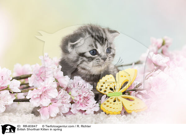 Britisch Kurzhaar Ktzchen im Frhling / British Shorthair Kitten in spring / RR-80847