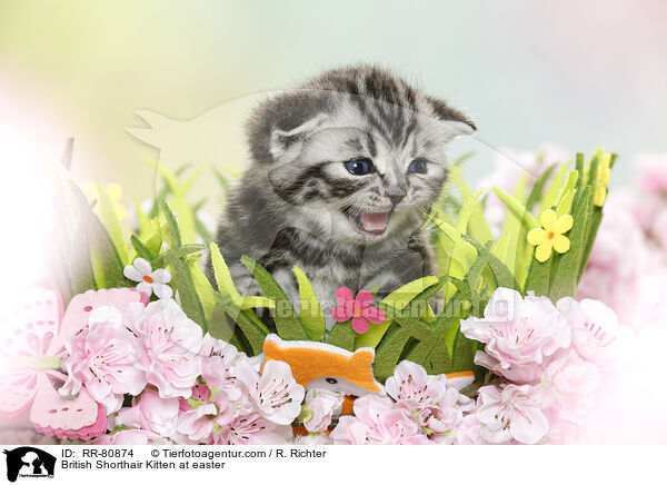Britisch Kurzhaar Ktzchen zu Ostern / British Shorthair Kitten at easter / RR-80874