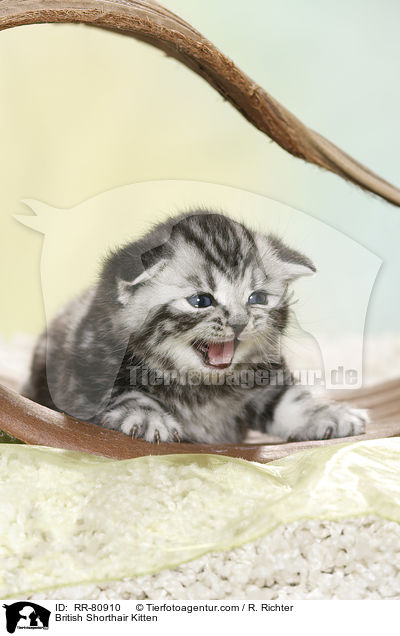 Britisch Kurzhaar K�tzchen / British Shorthair Kitten / RR-80910