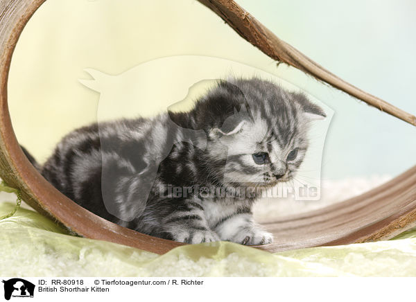 Britisch Kurzhaar Ktzchen / British Shorthair Kitten / RR-80918