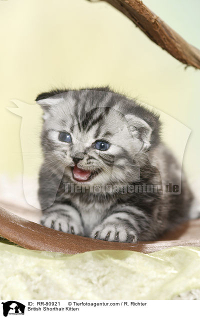 Britisch Kurzhaar Ktzchen / British Shorthair Kitten / RR-80921