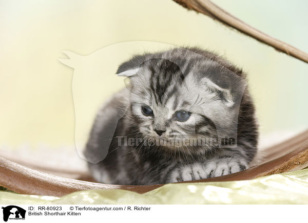 Britisch Kurzhaar Ktzchen / British Shorthair Kitten / RR-80923