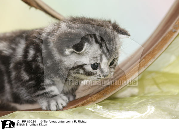 Britisch Kurzhaar Ktzchen / British Shorthair Kitten / RR-80924
