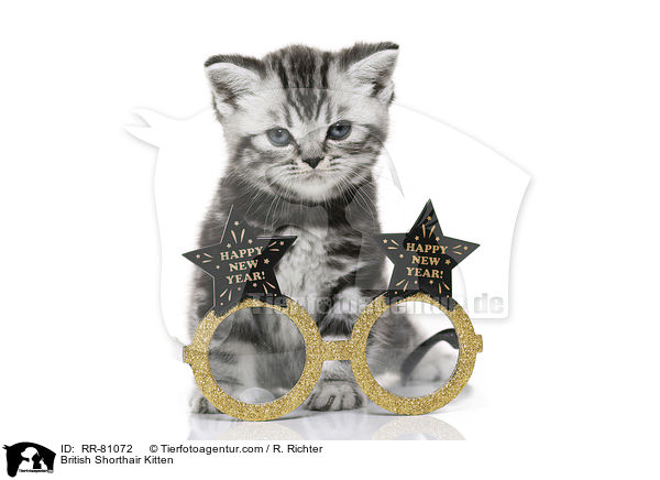 Britisch Kurzhaar Ktzchen / British Shorthair Kitten / RR-81072