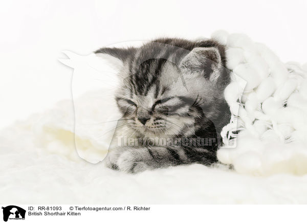 Britisch Kurzhaar Ktzchen / British Shorthair Kitten / RR-81093