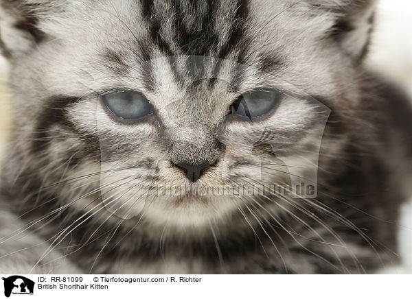 Britisch Kurzhaar Ktzchen / British Shorthair Kitten / RR-81099