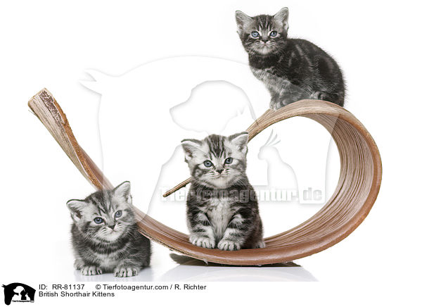 Britisch Kurzhaar Ktzchen / British Shorthair Kittens / RR-81137