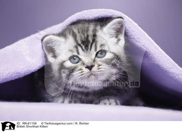 Britisch Kurzhaar Ktzchen / British Shorthair Kitten / RR-81158