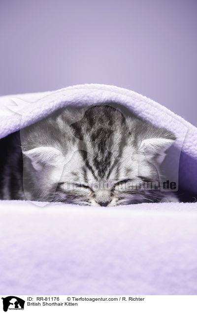Britisch Kurzhaar Ktzchen / British Shorthair Kitten / RR-81176