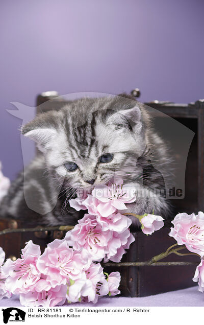 Britisch Kurzhaar Ktzchen / British Shorthair Kitten / RR-81181