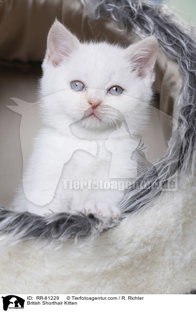 Britisch Kurzhaar K�tzchen / British Shorthair Kitten / RR-81229