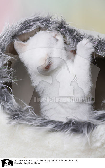 Britisch Kurzhaar K�tzchen / British Shorthair Kitten / RR-81233