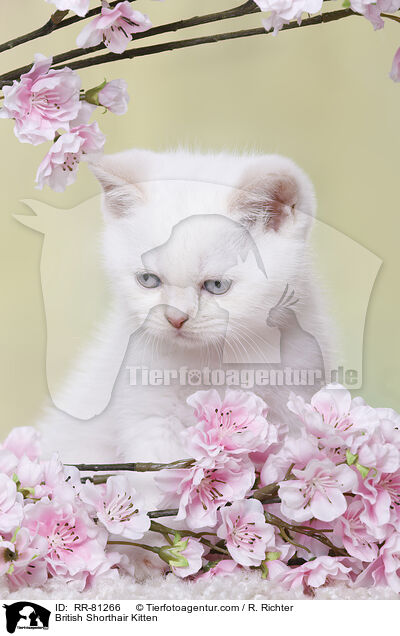 Britisch Kurzhaar K�tzchen / British Shorthair Kitten / RR-81266