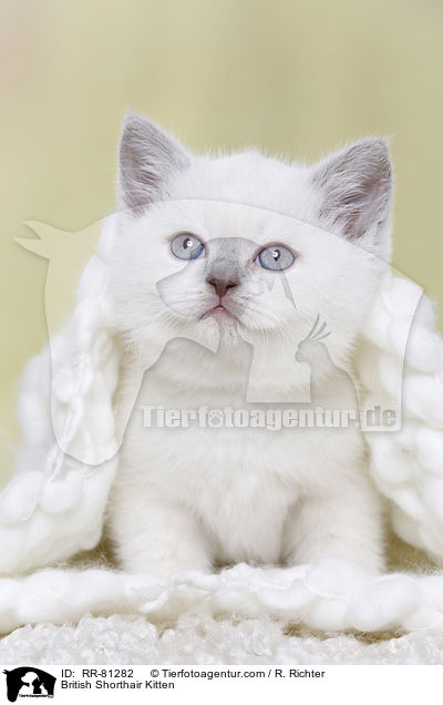 Britisch Kurzhaar K�tzchen / British Shorthair Kitten / RR-81282