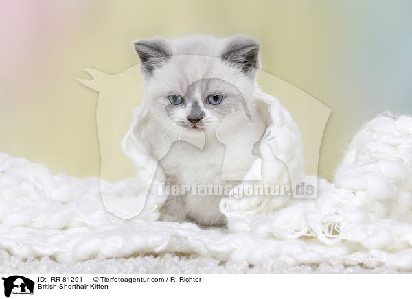 Britisch Kurzhaar K�tzchen / British Shorthair Kitten / RR-81291