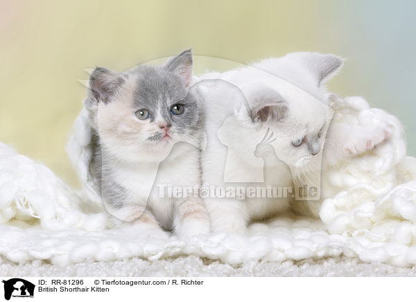 Britisch Kurzhaar Ktzchen / British Shorthair Kitten / RR-81296