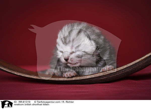 neugeborenes Britisch Kurzhaar Ktzchen / newborn british shorthair kitten / RR-81319