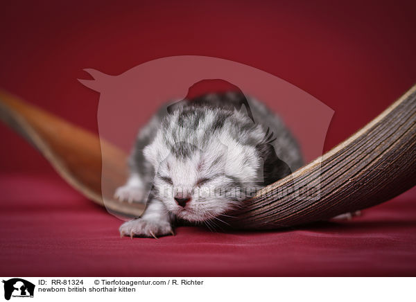 neugeborenes Britisch Kurzhaar Ktzchen / newborn british shorthair kitten / RR-81324