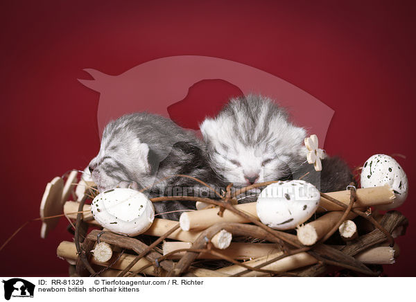 neugeborene Britisch Kurzhaar Ktzchen / newborn british shorthair kittens / RR-81329