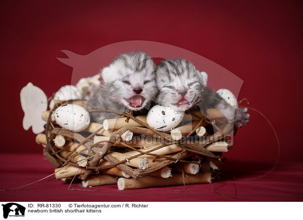 newborn british shorthair kittens / RR-81330