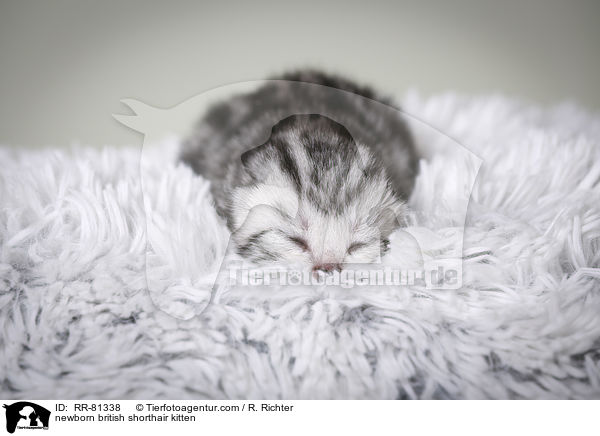 neugeborenes Britisch Kurzhaar Ktzchen / newborn british shorthair kitten / RR-81338