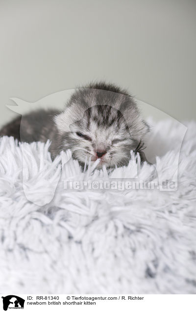 neugeborenes Britisch Kurzhaar Ktzchen / newborn british shorthair kitten / RR-81340