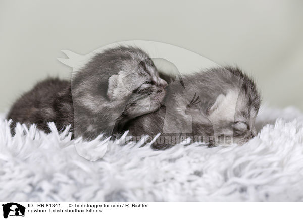 neugeborene Britisch Kurzhaar Ktzchen / newborn british shorthair kittens / RR-81341