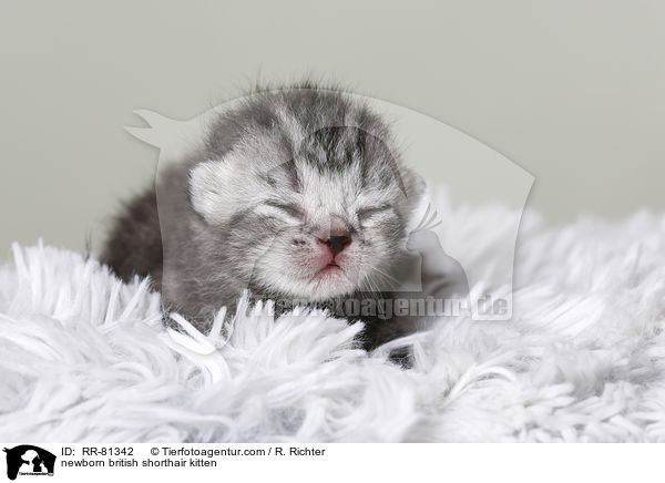 neugeborenes Britisch Kurzhaar Ktzchen / newborn british shorthair kitten / RR-81342