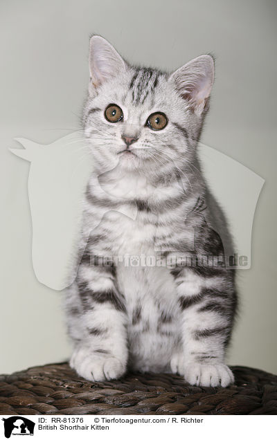 Britisch Kurzhaar Ktzchen / British Shorthair Kitten / RR-81376