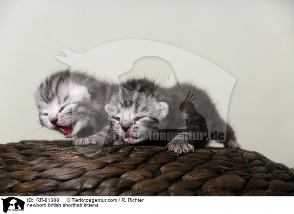 neugeborene Britisch Kurzhaar K�tzchen / newborn british shorthair kittens / RR-81388