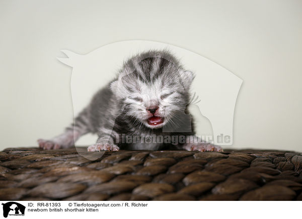 neugeborenes Britisch Kurzhaar K�tzchen / newborn british shorthair kitten / RR-81393