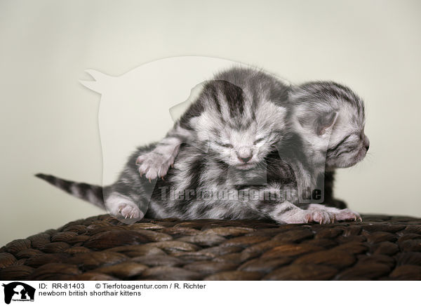 neugeborene Britisch Kurzhaar Ktzchen / newborn british shorthair kittens / RR-81403
