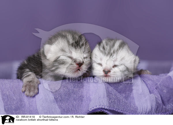 neugeborene Britisch Kurzhaar Ktzchen / newborn british shorthair kittens / RR-81418
