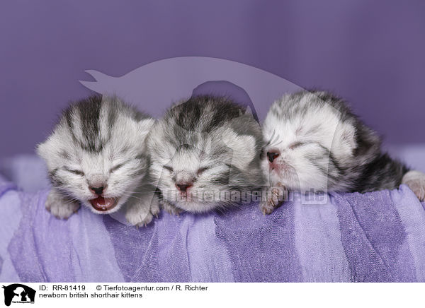 neugeborene Britisch Kurzhaar Ktzchen / newborn british shorthair kittens / RR-81419