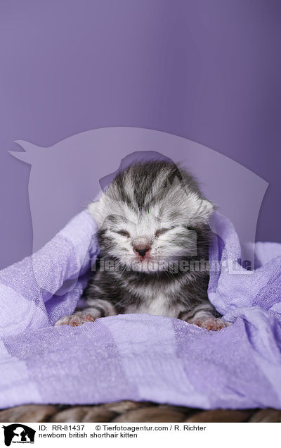 neugeborenes Britisch Kurzhaar Ktzchen / newborn british shorthair kitten / RR-81437