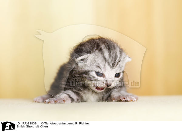 Britisch Kurzhaar Ktzchen / British Shorthait Kitten / RR-81839