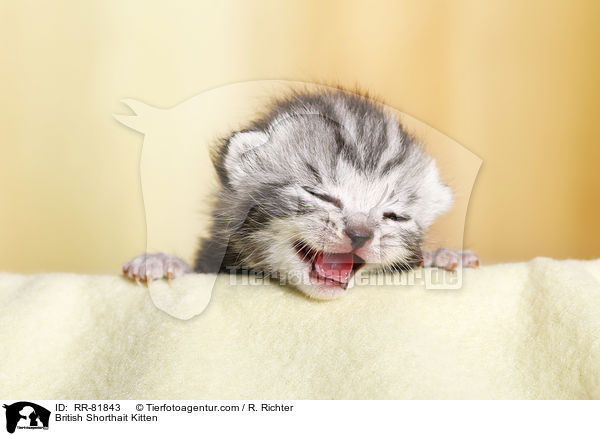 Britisch Kurzhaar Ktzchen / British Shorthait Kitten / RR-81843